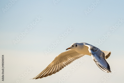 Lachmöwe beim Flug