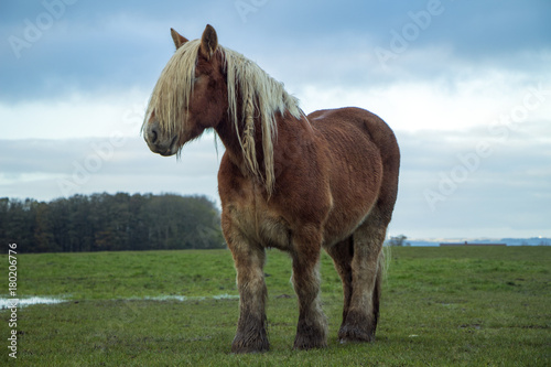 Jutland Horse, Equus ferus caballus