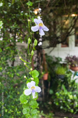 Purple Cattleya Orchid Flowers photo