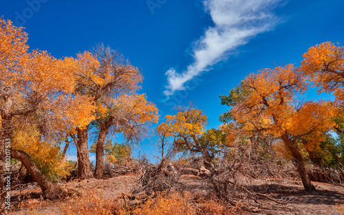 Ejina_populus forest