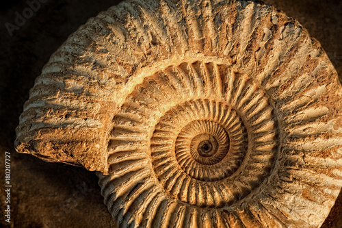 Ammonite with sidelight