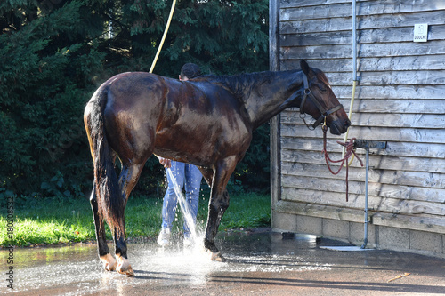 douche du cheval photo