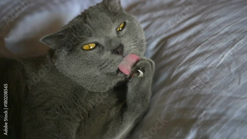 British breed cat cleans itself with the tongue, lying on the bed, white photo