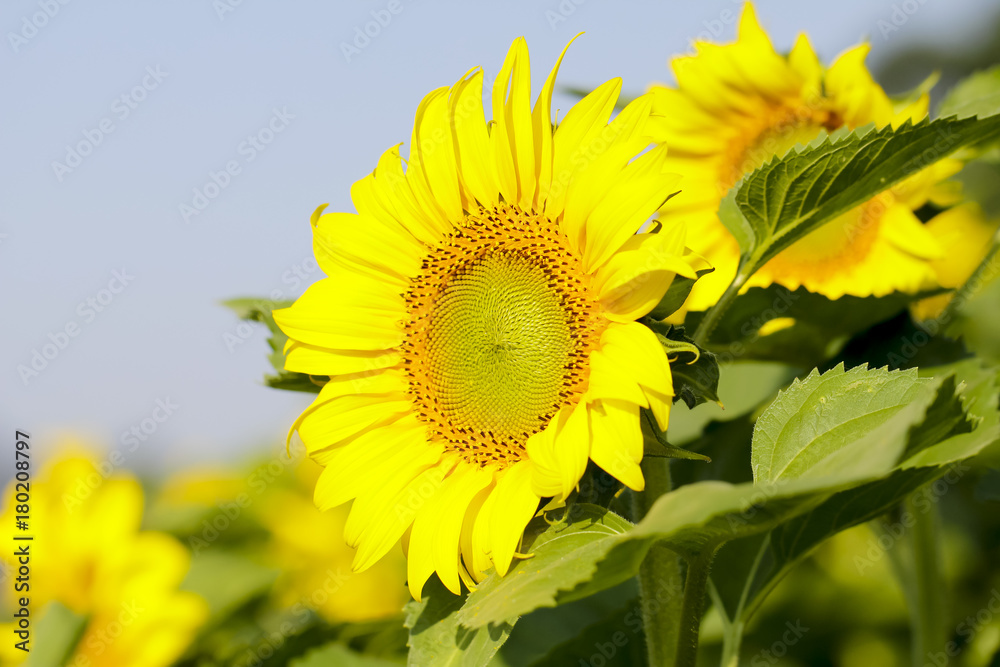 Sunflower field landscape. Sunflowers close up Sunflower field landscape. Sunflowers close up