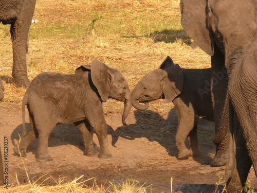Photography elephants