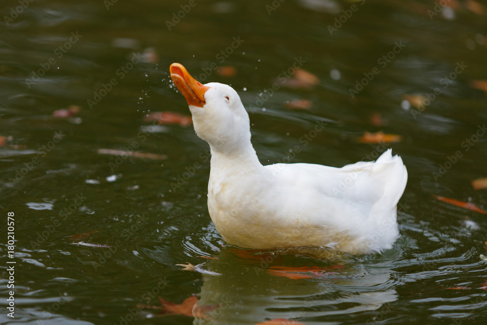 Beautiful duck swimming in a lake