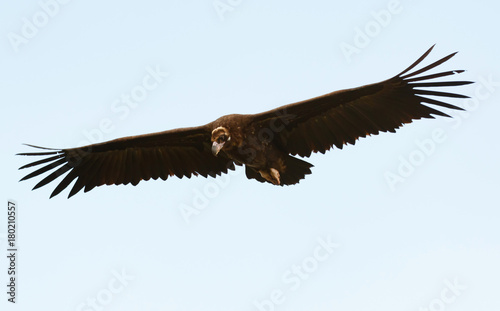 Big black vulture in flight