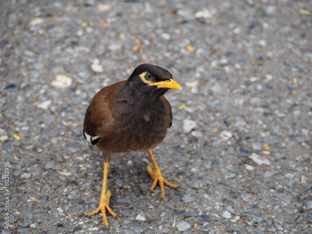 Mynas standing on the floor. Turn right Look with interest Mynas standing on the floor. Turn right Look with interest