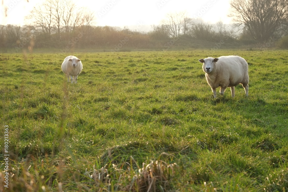 Fototapeta premium Schafe auf der Weide