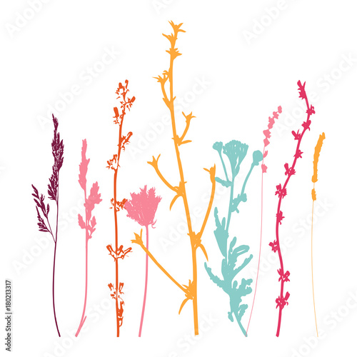 Meadow grasses, herbs and flowers outlines.