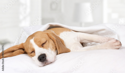 Beagle dog sleeping at home on the bed