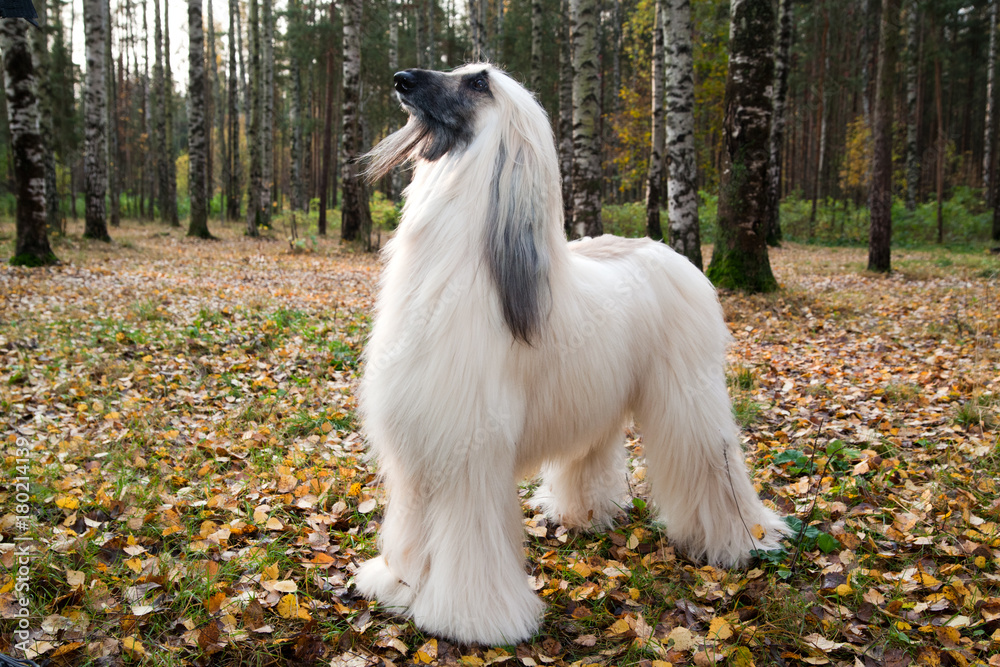 Dog breed dog Afghan Hound in autumn park Dog breed dog Afghan Hound in autumn park