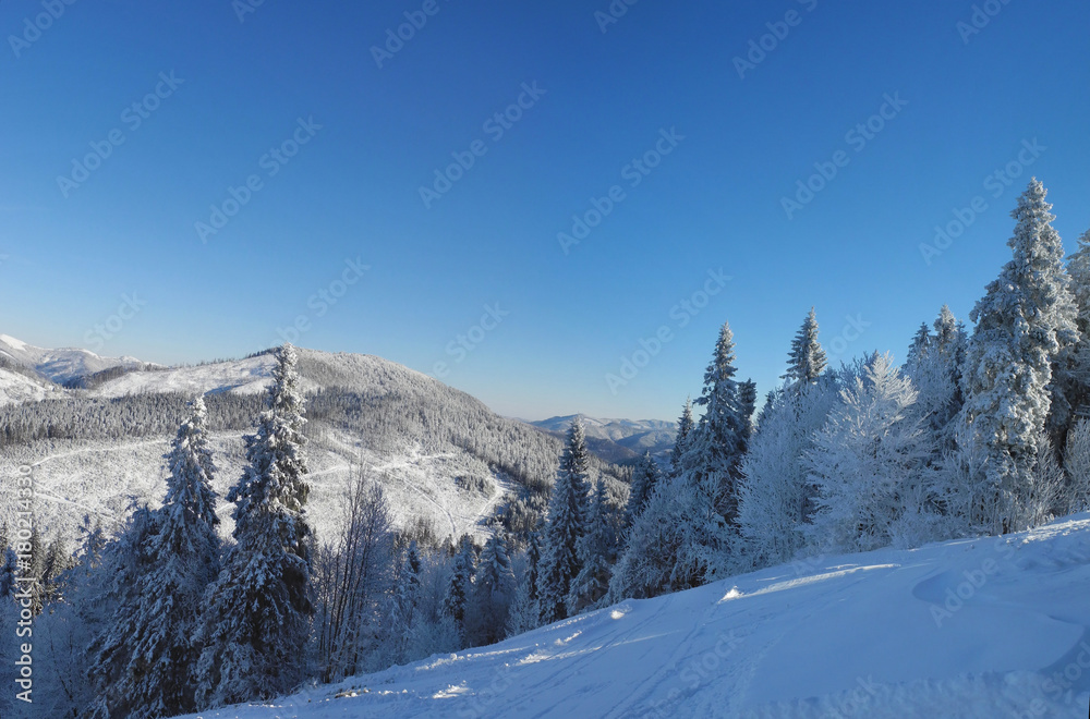 Beautiful winter landscape. Trees and mountains covered with fresh snow. Tysovets sports base, Ukraine.
