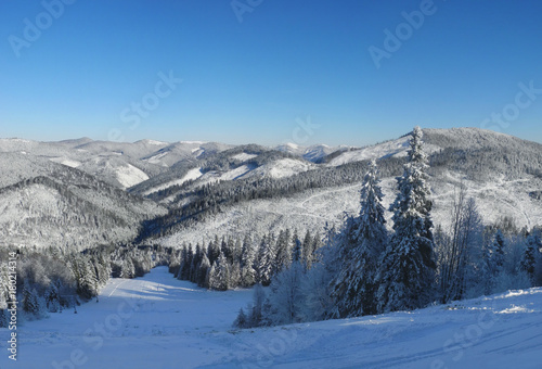 Winter forest and mountains covered with fresh snow. Alpine skiing track, Tysovets sports base, Ukraine.