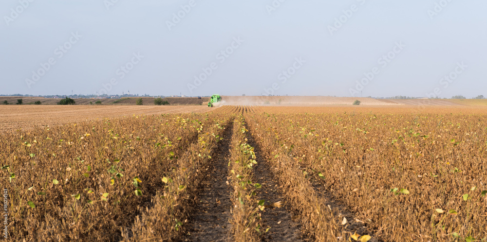 Harvesting of soybean field with combine Harvesting of soybean field with combine