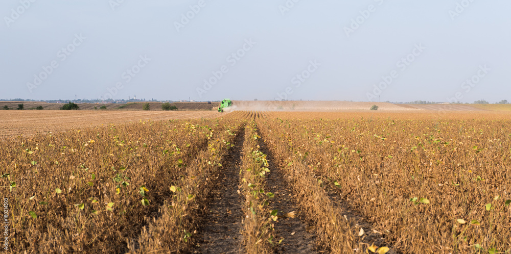 Harvesting of soybean field with combine