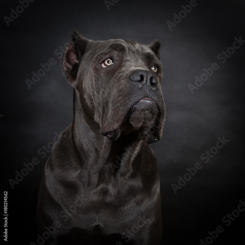 Cane corso  black dog on the black background