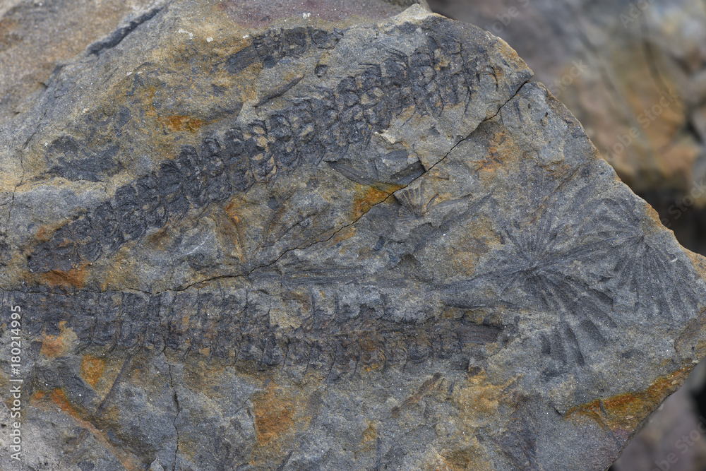 Naklejka premium Fósil de plantas.