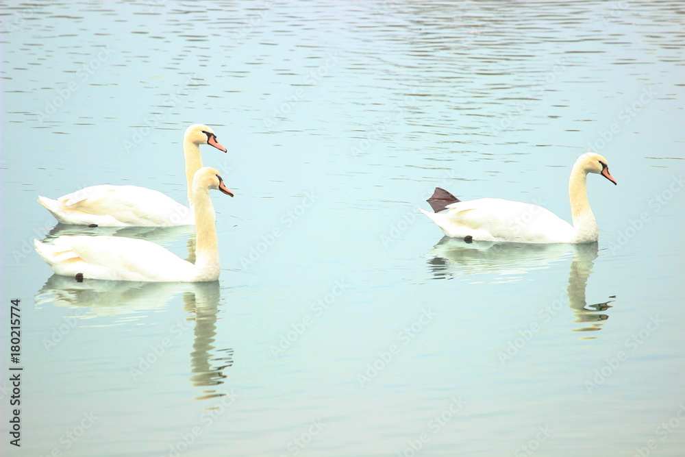 Swans in water Swans in water