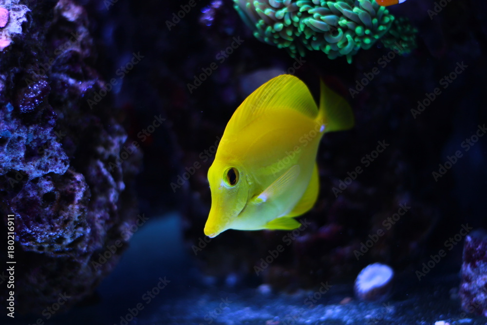 Fototapeta premium Yellow Zebrasoma tang