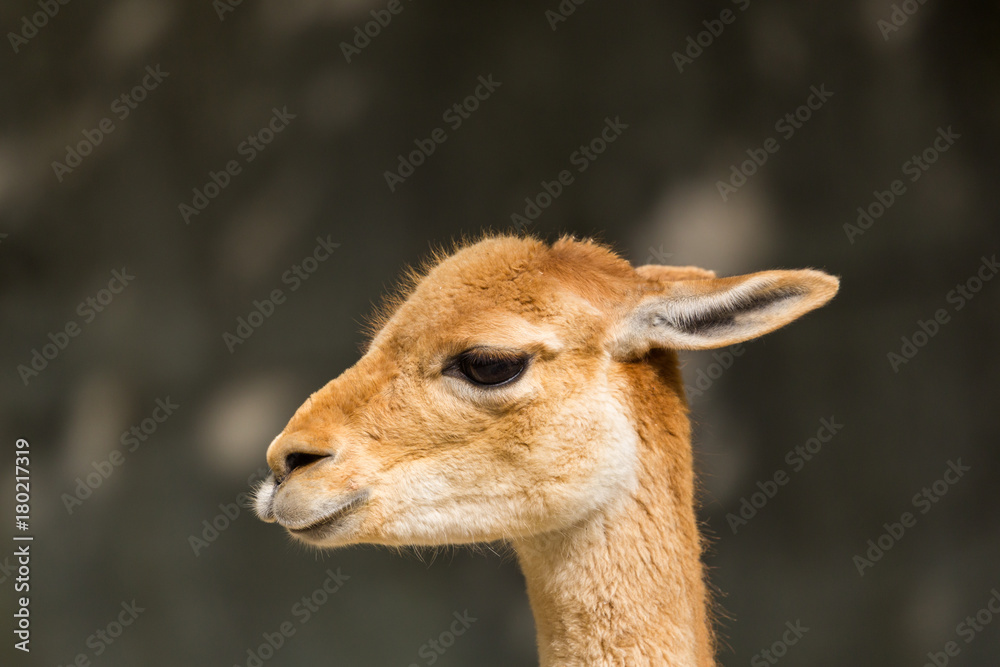Obraz premium detailed side view guanaco (Lama guanicoe) portrait in sunlight