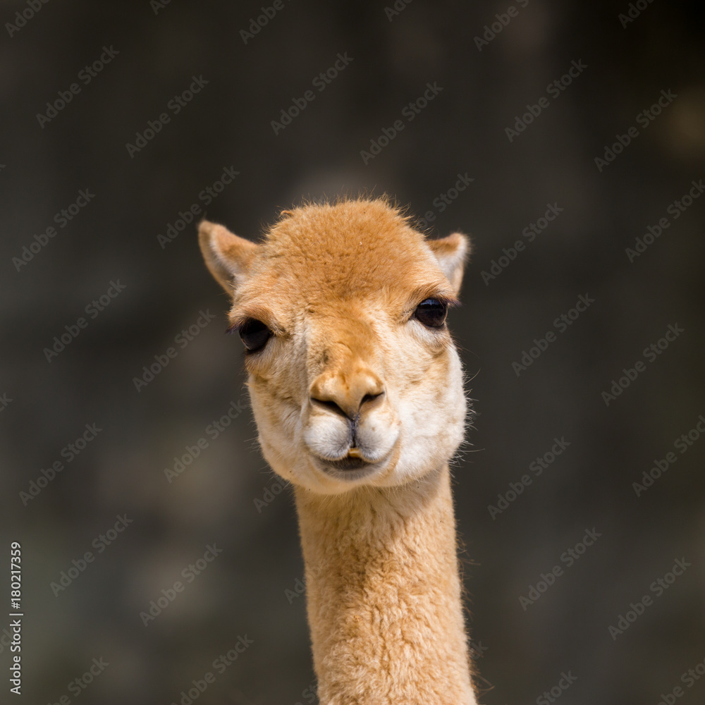 Obraz premium detailed front view guanaco (Lama guanicoe) portrait in sunlight