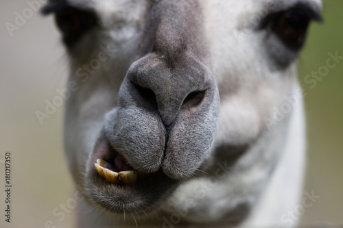 close view of guanako snout and theeth (lama guanicoe) © Pascal Halder