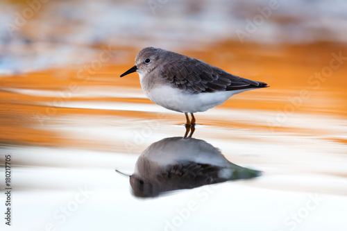 Beautiful wader bird drinking on the water photo