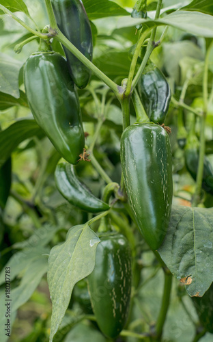 Organic jalapeño peppers growing on plant
