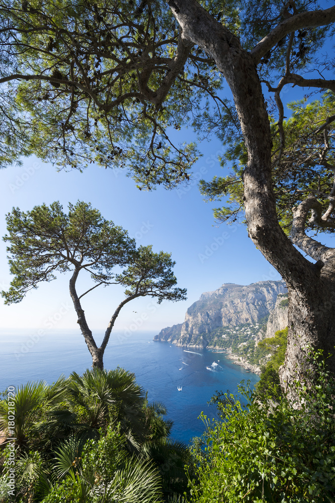 View through pine trees to the iconic cliffs of Capri Island in Italy.