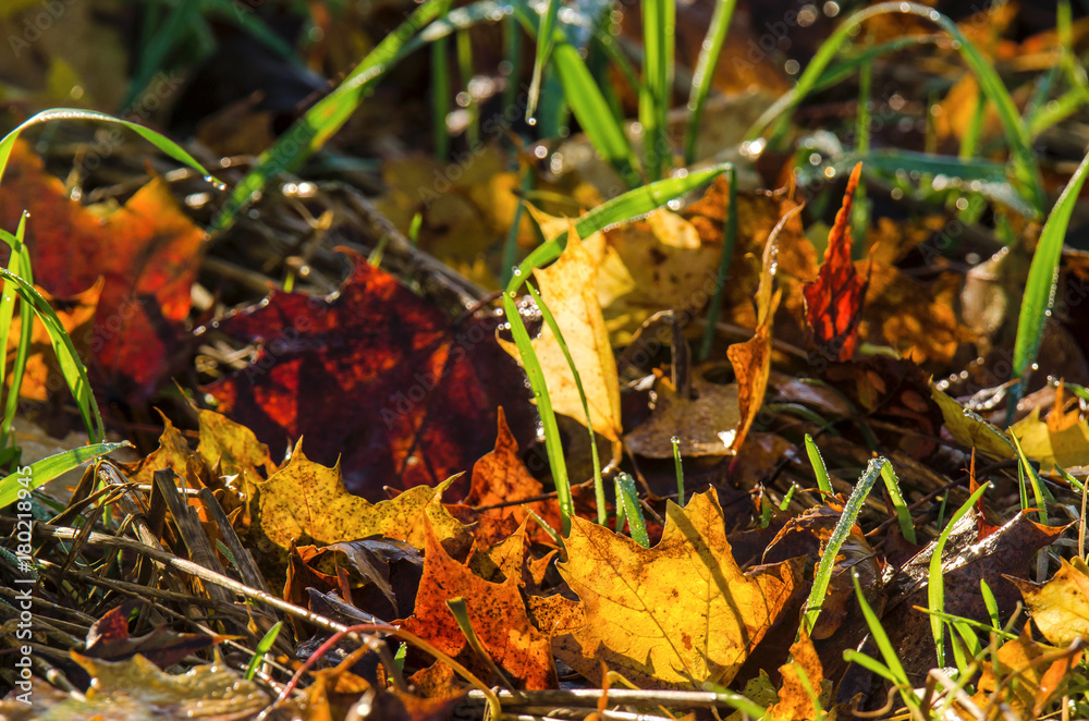 MAPLE LEAVES - Yellow leaves among the grasses