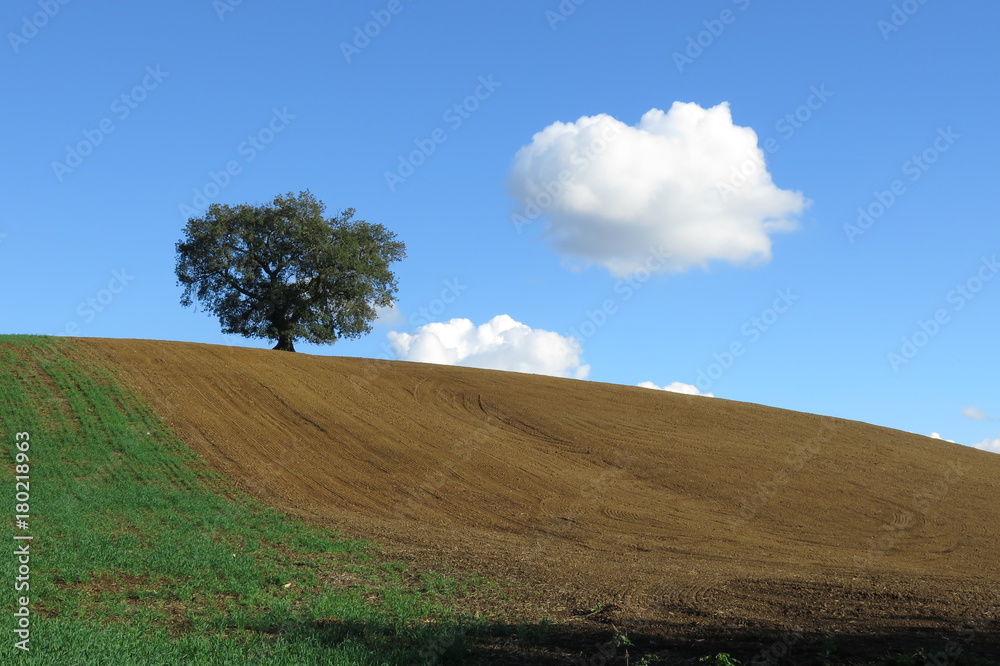 Fototapeta premium campo lavorato