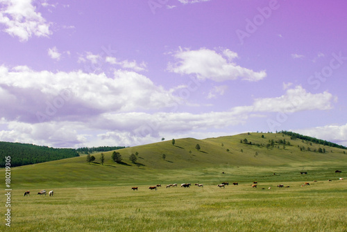 Country side landscape with blue sky  clouds and field with trees. Herd of cows in a pasture on green grass at hills.