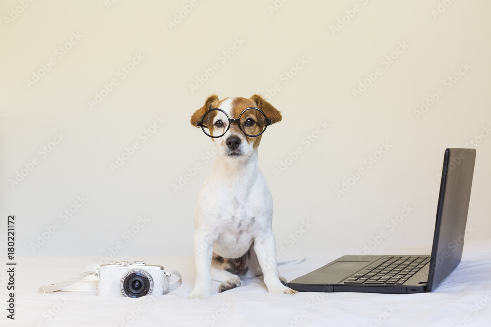 cute young small dog sitting on bed and working on laptop. Wearing glasses and camera besides him. Pets indoors