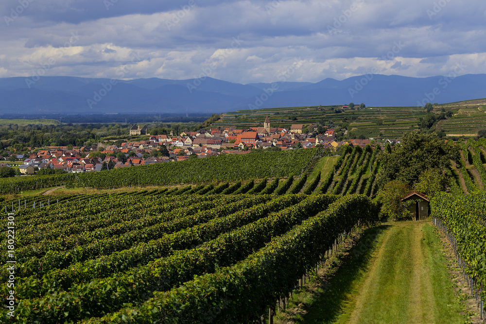 Weinlandschaft Kaiserstuhl Burkheim