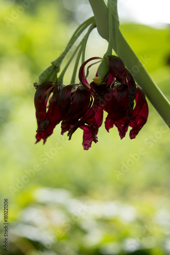 Dysosma pleiantha x Dysosma versipellis photo