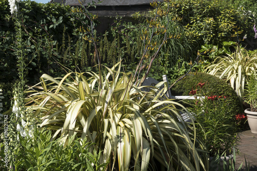 Phormium tenax 'Yellow Wave' is a  strange New Zealand flax photo