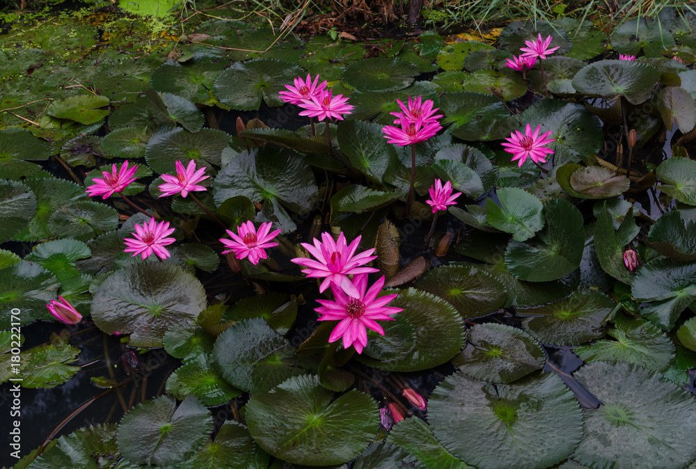 Pink lotus in nature in Phitsanulok province, Thailand Pink lotus in nature in Phitsanulok province, Thailand