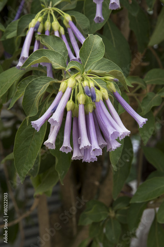 Iochroma australe (syn. Acnistus australis Dunalia australis