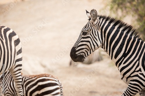 Wildes Zebra (Equus quagga) an einer Wasserstelle