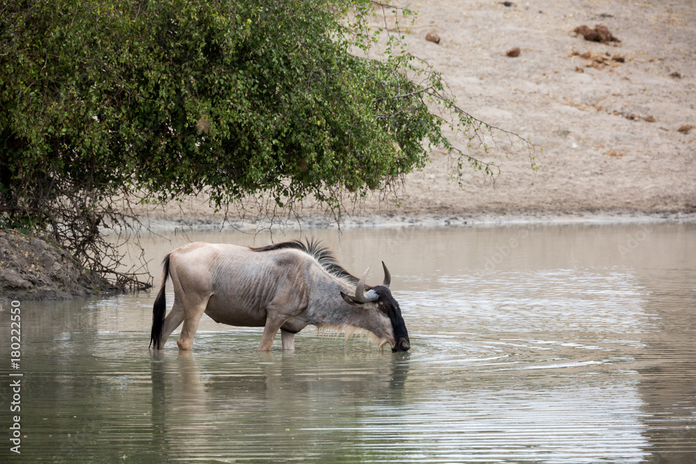 Wildes Gnu beim Trinken an einer Wasserstelle Wildes Gnu beim Trinken an einer Wasserstelle