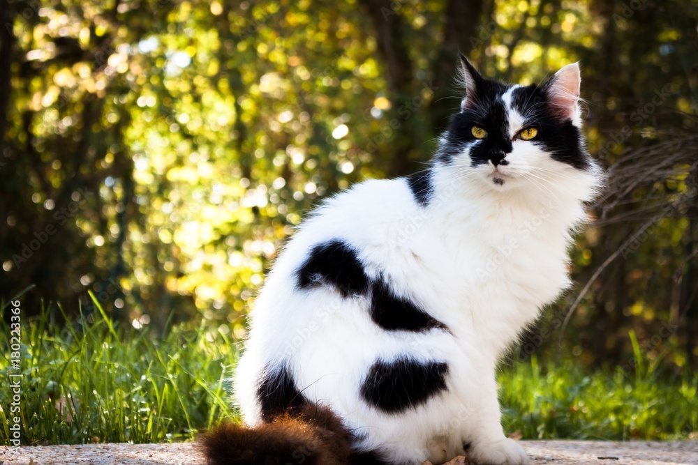 Black and white cat Black and white cat