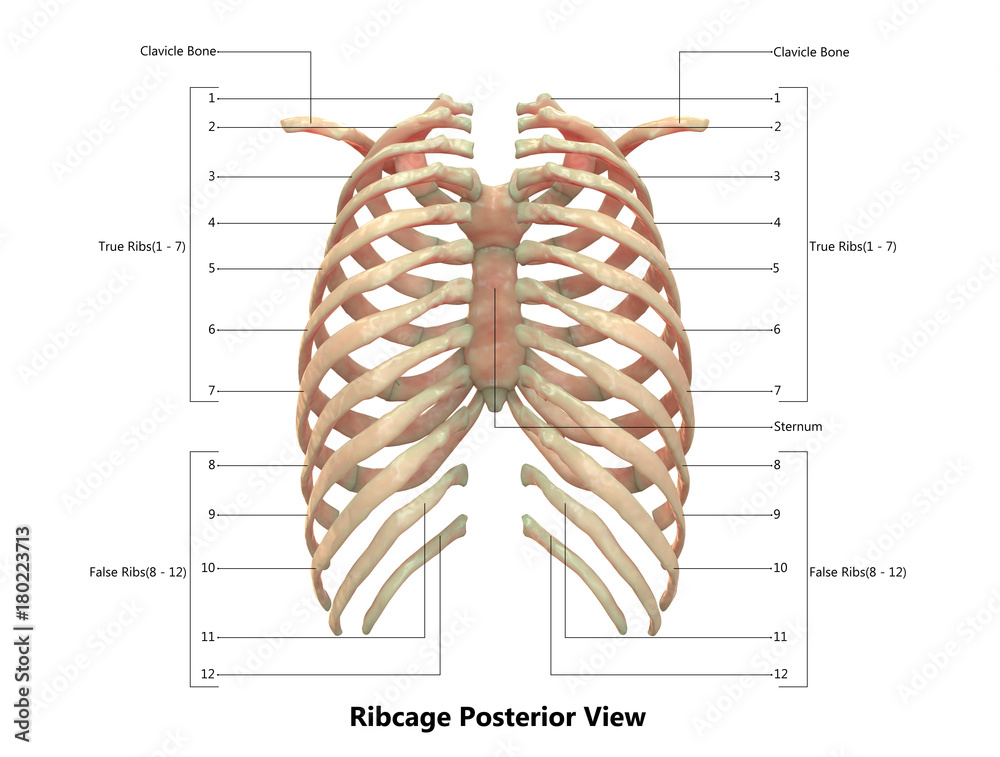 Human Skeleton System (Rib cage) Anatomy with Detailed Labels Posterior  view Stock Illustration | Adobe Stock