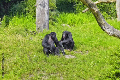 Schimpansen bei der Siesta