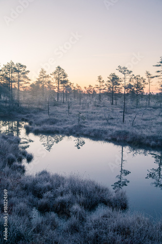 A beautiful morning landscape in a frozem swamp. A small swamp ponds in autumn. Quagmire un wetlands with reflections. White frozem grass.