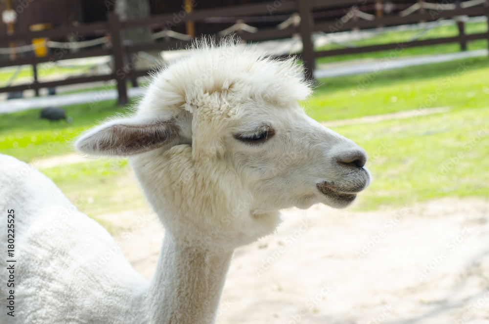 Close Up of White Alpaca in zoo.