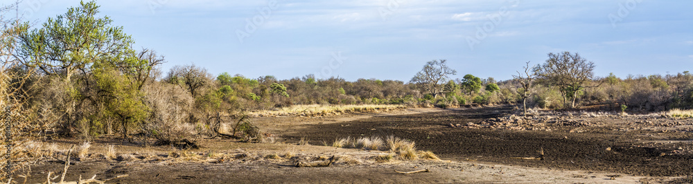 Drought landscape in Kruger National park, South Africa