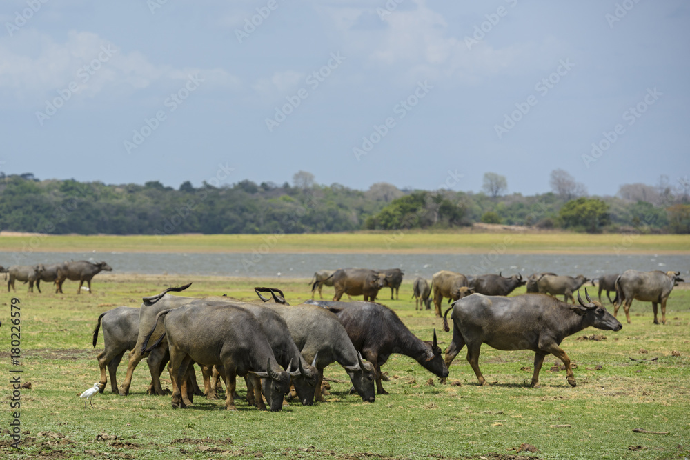 Sri Lankan Wild Buffalo - Bubalus arnee migona, Sri Lanka Sri Lankan Wild Buffalo - Bubalus arnee migona, Sri Lanka