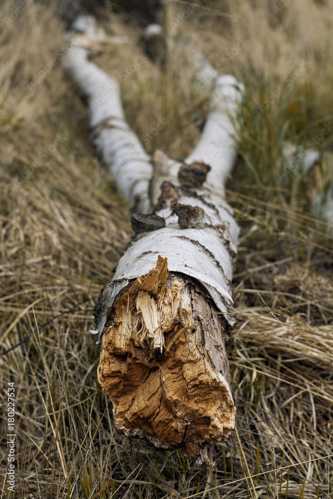 Obraz premium Birch Trunk