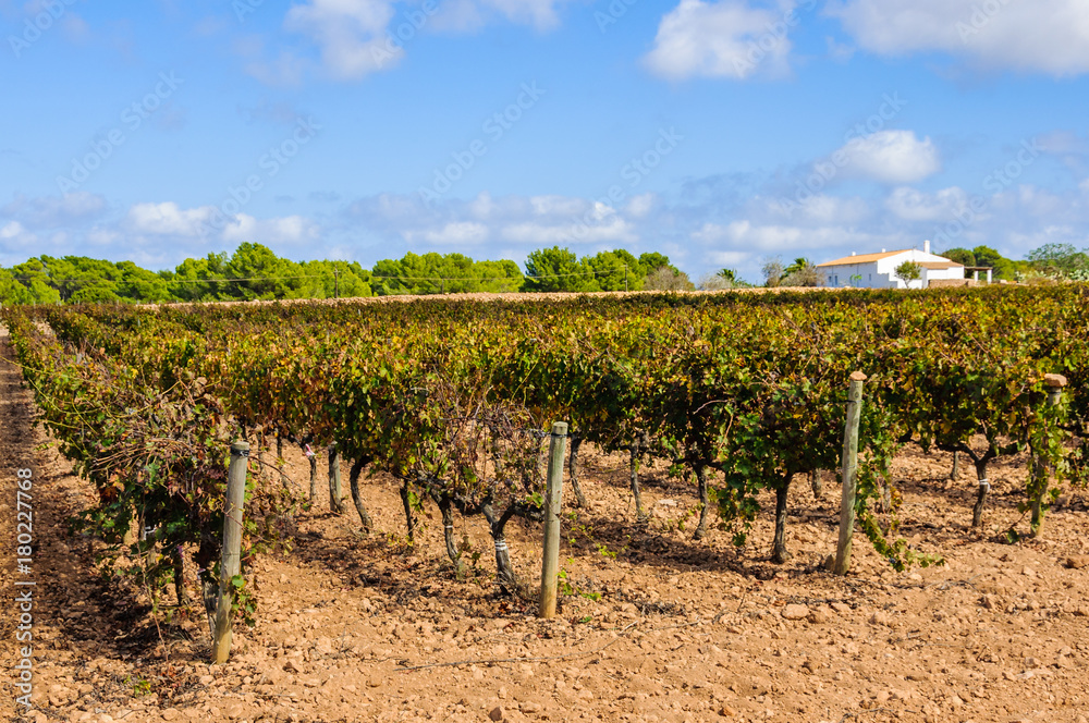 Vineyards in the countryside in Formentera, Spain